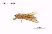 藏品(點茸毒蛾)的圖片